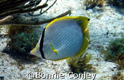 Butterflyfish seen at Isla Mujeres.  Photo taken April 20... by Bonnie Conley 